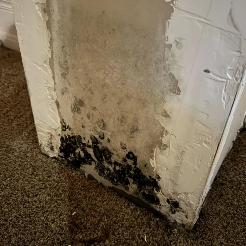 Professional Mold Removal in Mansfield, MA